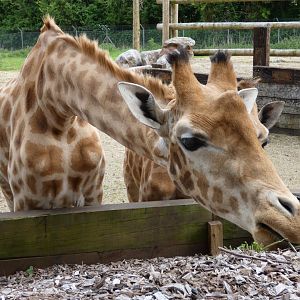 Kordofan giraffe bull