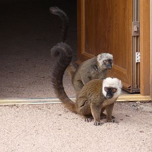 White-fronted lemur