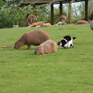 Capybara, Black-and-white ruffed lemur, Kangaroos and Rhea