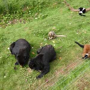 Spectacled bear, Black-and-gold howler monkey and ruffed lemur