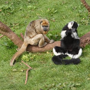 Black-and-gold howler monkey and ruffed lemur