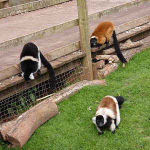 Ruffed lemurs