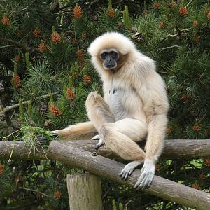 Lar gibbon elderly female