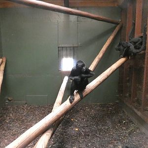Spider monkey indoor enclosure