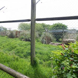Serval enclosure 150522