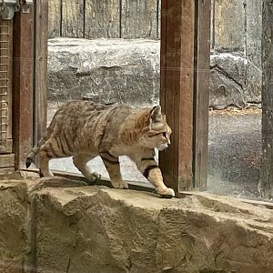 Arabian sand cat 150522