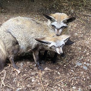 Bat-eared foxes 150522