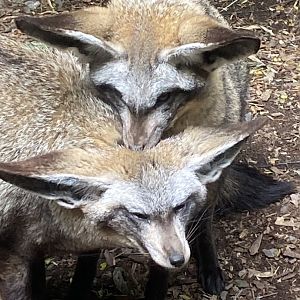 Bat-eared foxes 150522