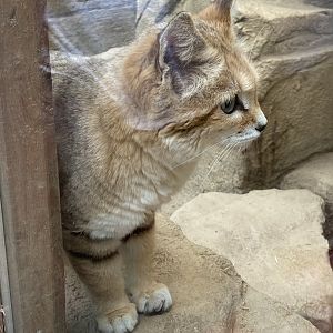 Arabian sand cat 150522