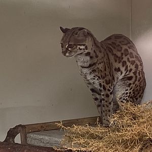 Margay 150522