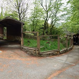 Bush dog enclosure 150522