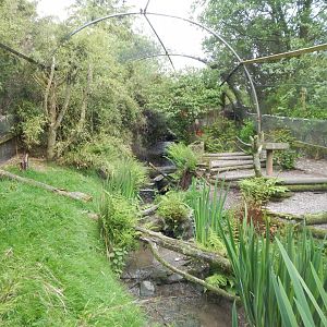 Scarlet ibis aviary 150522