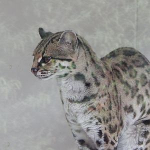 Margay 150522