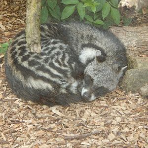 African civet 150522