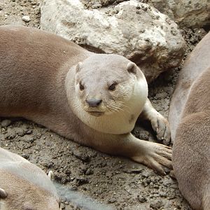 Indochinese smooth-coated otter 150522