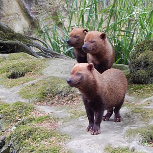 Bush dogs 150522