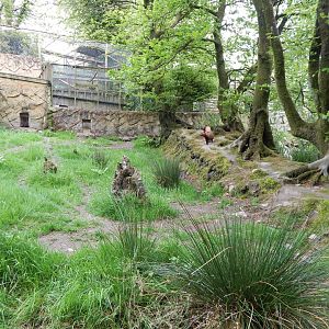 Bush dog enclosure 150522