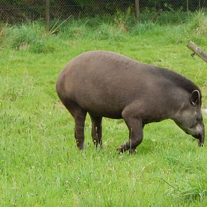 South American tapir 150522