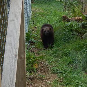 Eurasian wolverine 150522