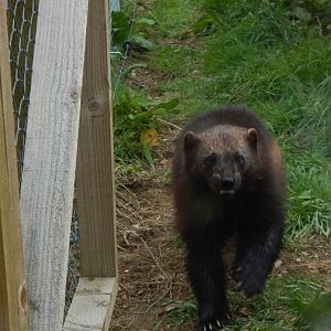 Eurasian wolverine 150522