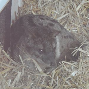 Spotted fanaloka 150522