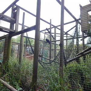 White-faced saki enclosure 150522