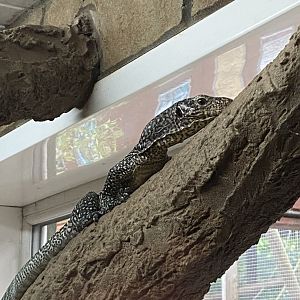 Blue-spotted monitor lizard 150522