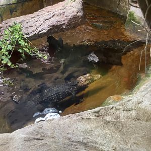 Cuvier's dwarf caiman 150522