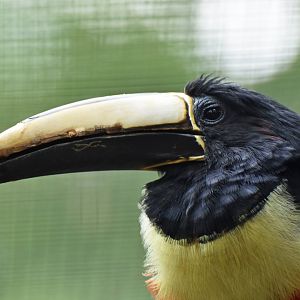 Black-necked Aracari Pteroglossus aracari