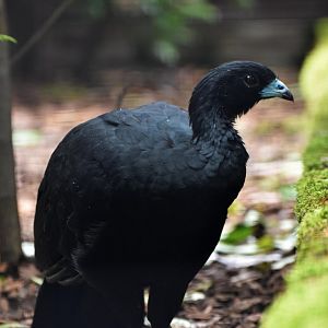 Wattled Guan Aburria aburri