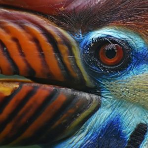 Knobbed Hornbill Rhyticeros cassidix