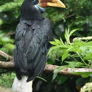 Knobbed Hornbill Rhyticeros cassidix