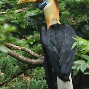 Knobbed Hornbill Rhyticeros cassidix
