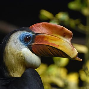 Wrinkled Hornbill Rhabdotorrhinus corrugatus