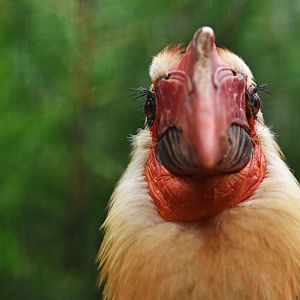 Writhed Hornbill Rhabdotorrhinus leucocephalus