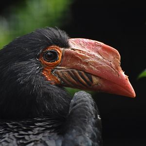 Writhed Hornbill Rhabdotorrhinus leucocephalus