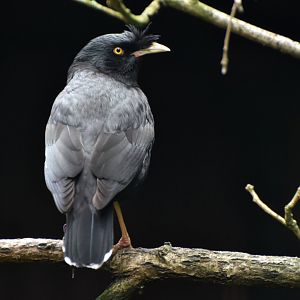 Crested Myna Acridotheres cristatellus