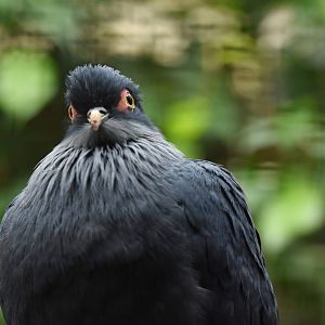 Madagascar Blue-Pigeon Alectroenas madagascariensis