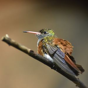 Amazilia Hummingbird Amazilis amazilia
