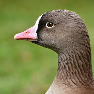 Lesser White-fronted Goose Anser erythropus