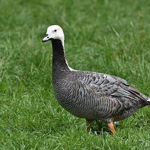 Emperor Goose Anser canagicus