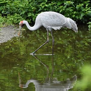Brolga Antigone rubicunda