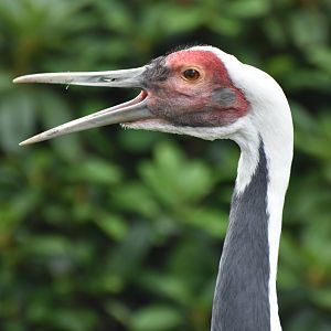White-naped Crane Antigone vipio