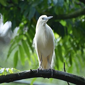 Madagascar Pond-Heron Ardeola idae