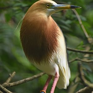 Javan pound heron Ardeola speciosa
