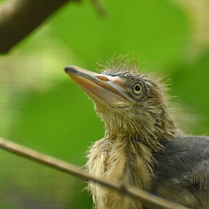 Javan pound heron Ardeola speciosa