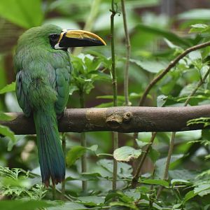 Peruvian Toucanet Aulacorhynchus atrogularis