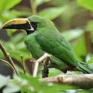 Peruvian Toucanet Aulacorhynchus atrogularis