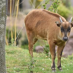 Lowland anoa (Anoa depressicornis)