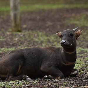 Lowland anoa (Anoa depressicornis)